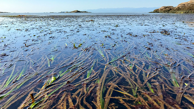 An eelgrass meadow at low tide at False Bay Biological Preserve, Washington.