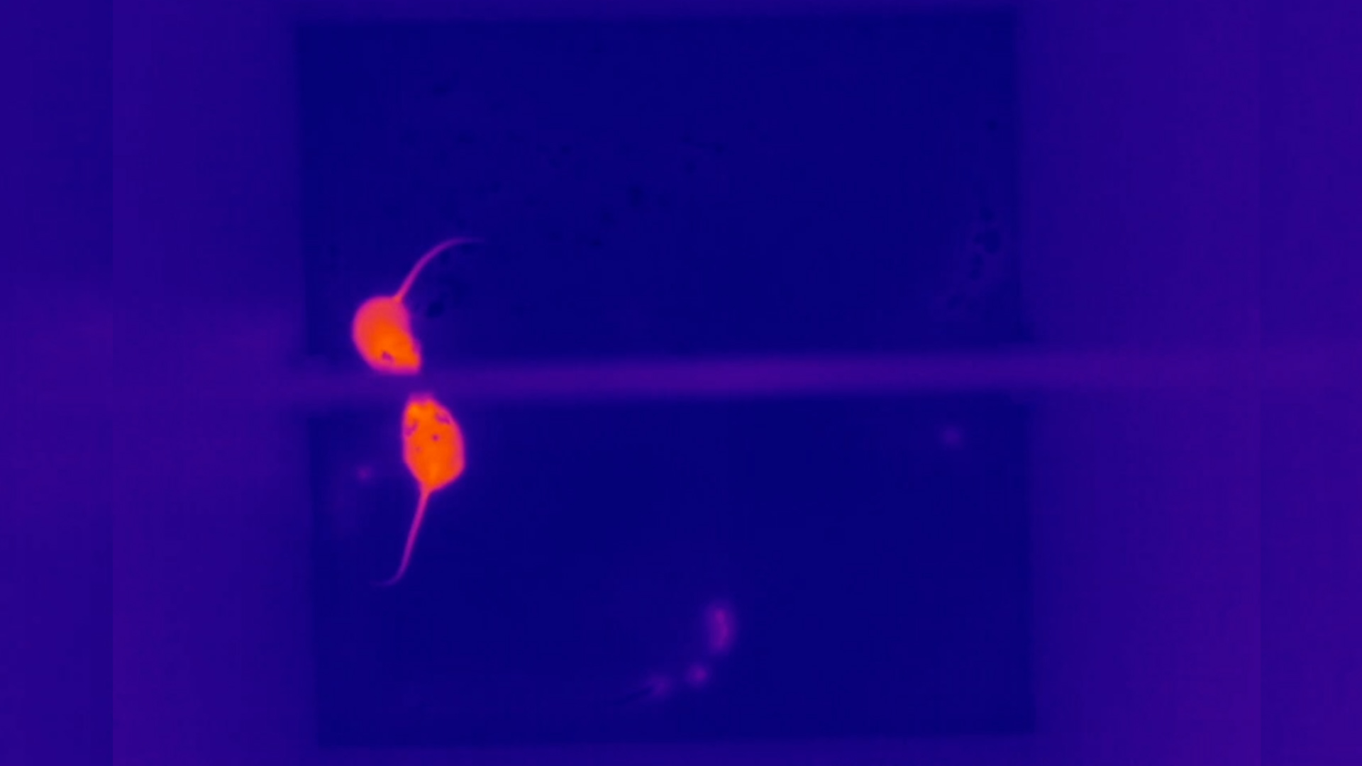 Thermal imaging of mice.